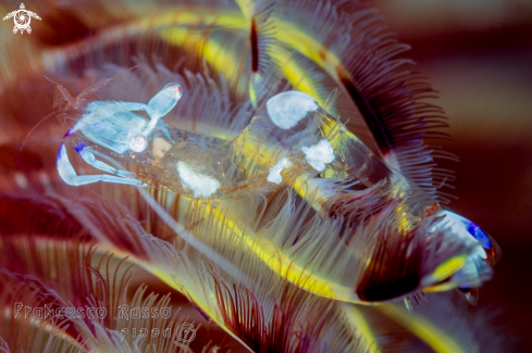 A Ancylomenes magnificus | Cleaner shrimp