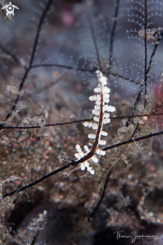 A Nudibranch 