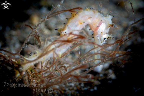 A Thorny Seahorse