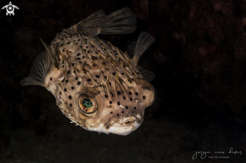 A Diodon holocanthus | Ballonfish