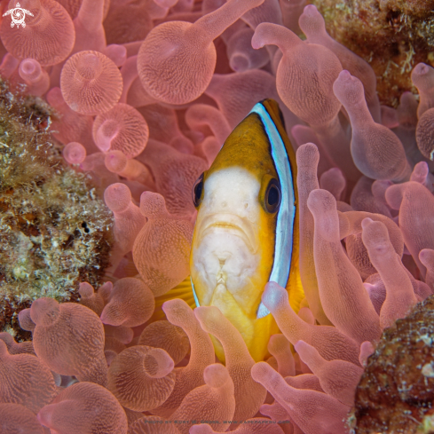 A Amphiprion clarkii | Clownfish