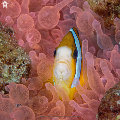 A Clownfish