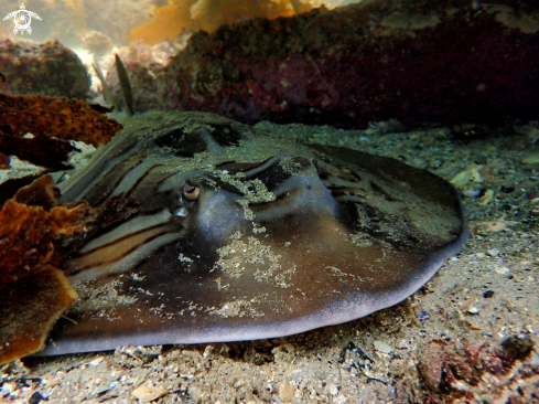 A Fiddler ray