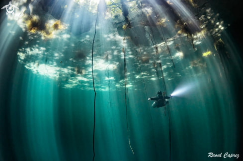 A Cenote