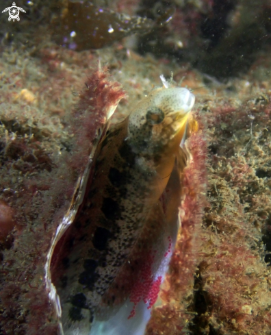 A Brown sabretooth blenny