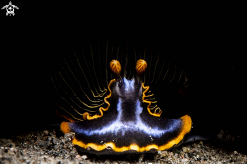 A Armina occulta