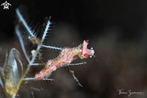 A Nudibranch 