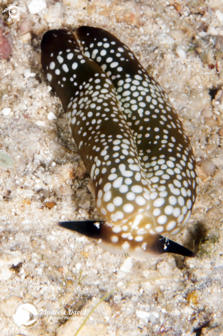 A Papuan Plakobranchus