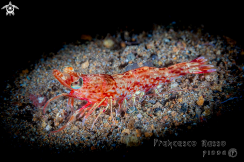 A Cinetorhynchus hendersoni | Shrimp