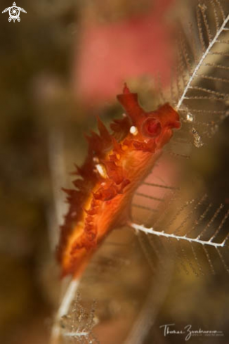 A Nudibranch 