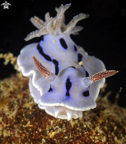 A Chromodoris | Nudibranch