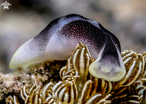 A Seaslug 