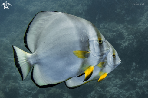 A Platax orbicularis | Orbicular Batfish