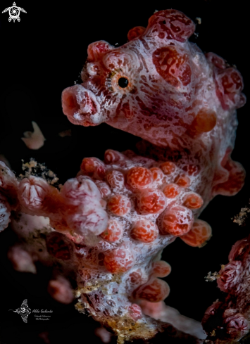 A Pygmy Seahorse