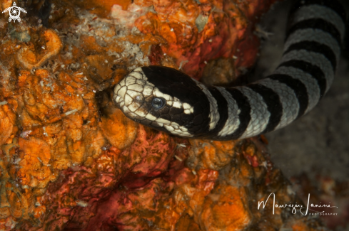 A (Laticauda colubrina) |  Yellow-lipped sea krait 