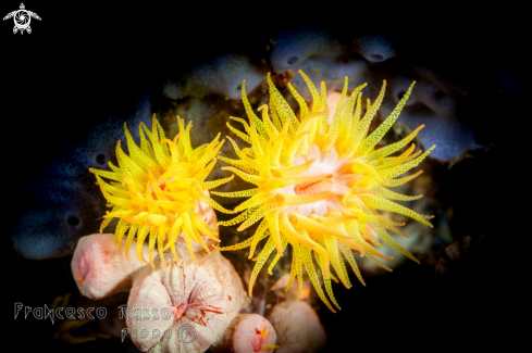 A Sunset cup coral