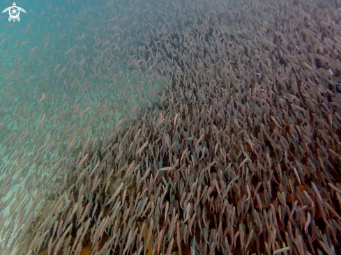 A Atherinosoma microstoma | Smallmouth hardyheads