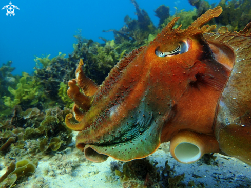 A Sepia apama | Australian giant cuttlefish