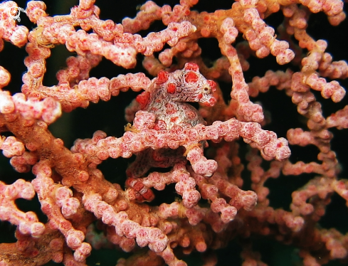 A underwater creature