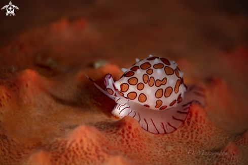 A Cowrie