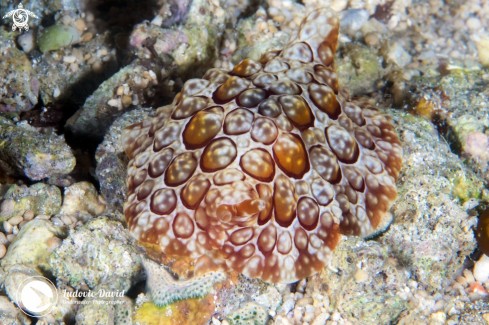 A Pleurobranchus forskalii | Forskal's Sidegill Slug