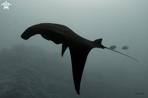 A Giant Oceanic black-morph Manta