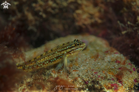 A coryphopterus glaucofraenum | Bridley Goby