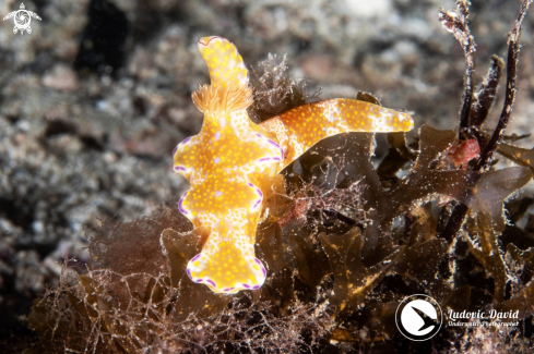 A Ceratosoma tenue | Many-lobed Ceratosoma