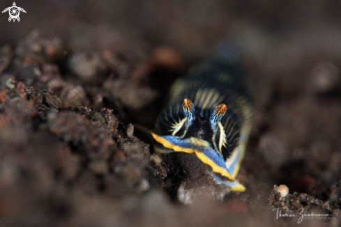 A Nudibranch 