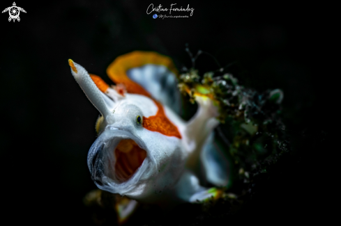 A Frogfish