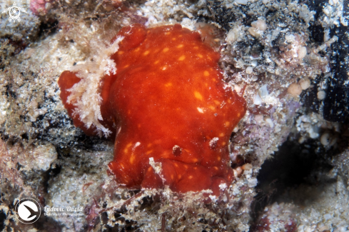 A Platydoris sanguinea | Red Platydoris