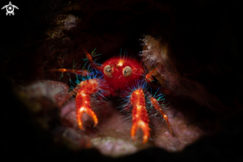 A Oliver's Squat Lobster 