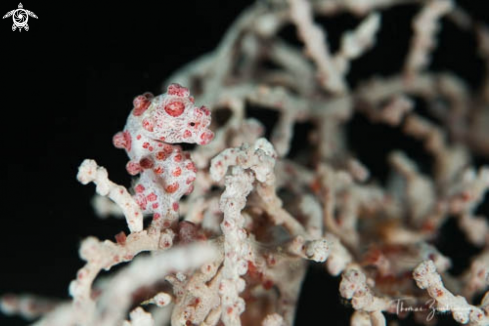 A Bargibanti Pygmy Seahorse 