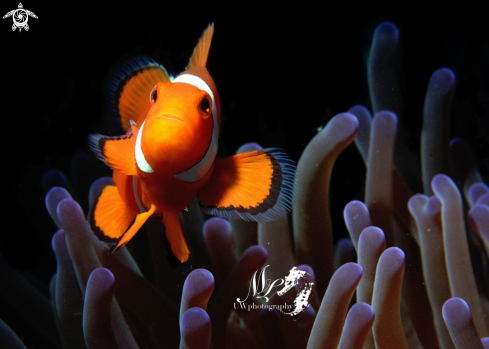 A Clownfish 