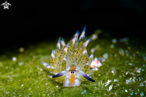 A Sheep Nudibranch 