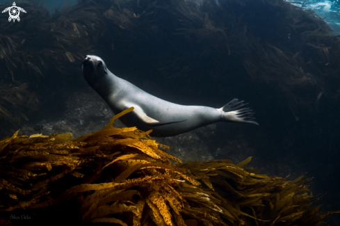 A Zalophus californianus | California Sea Lion