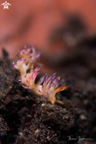 A Nudibranch 