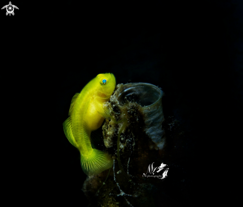 A Gobiodon okinawae | Yellow Goby 