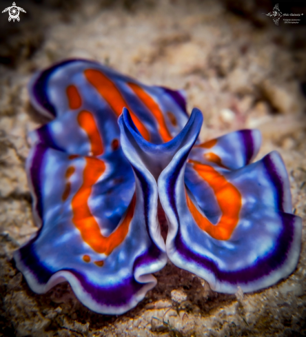 A Pseudoceros | Flatworm