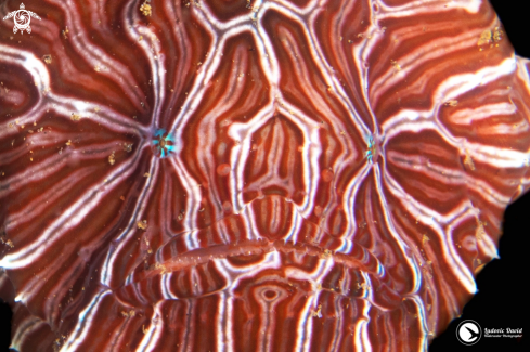 A Psychedelic Frogfish