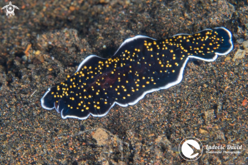 A Thysanozoon sp | Thysanozoon Flatworm