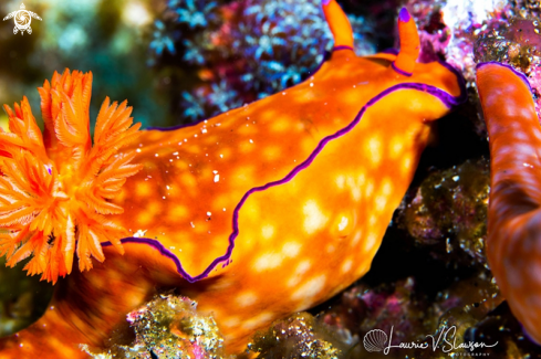 A Ceratosoma trilobatum