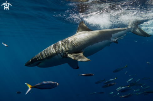 A Carcharodon carcharias | Great White Shark