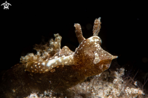 A Goniodoris joubini