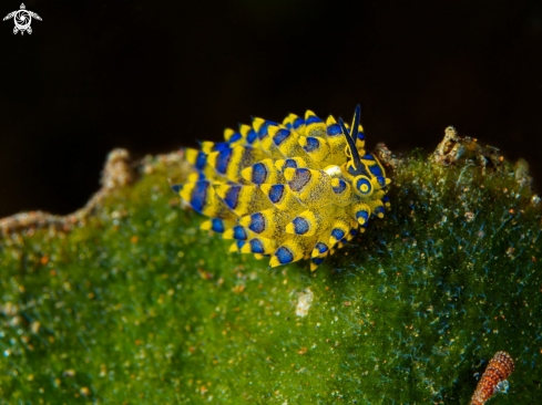 A Nudibranch