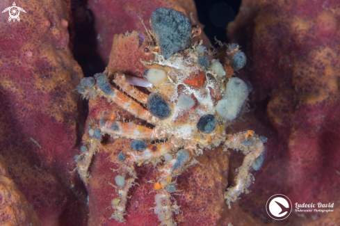 A Schizophrys aspera | Red Spider Crab