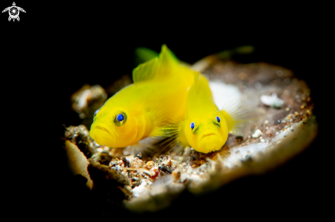 A Gobiodon Okinawae | Yellow Coral Goby
