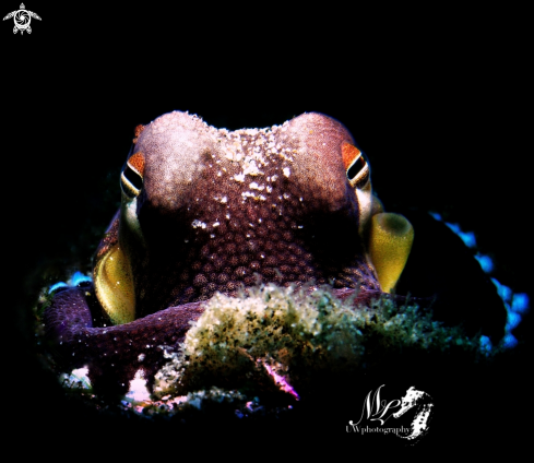 A Coconut octopus 