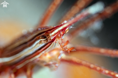 A Arrow crab