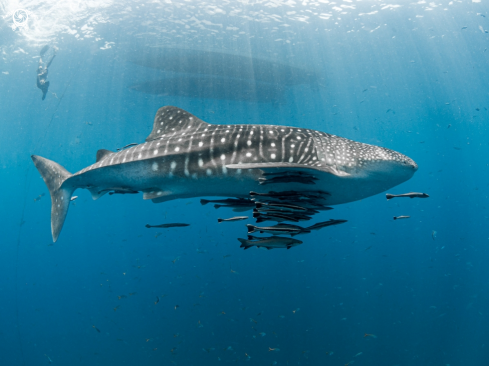 A Whale Shark